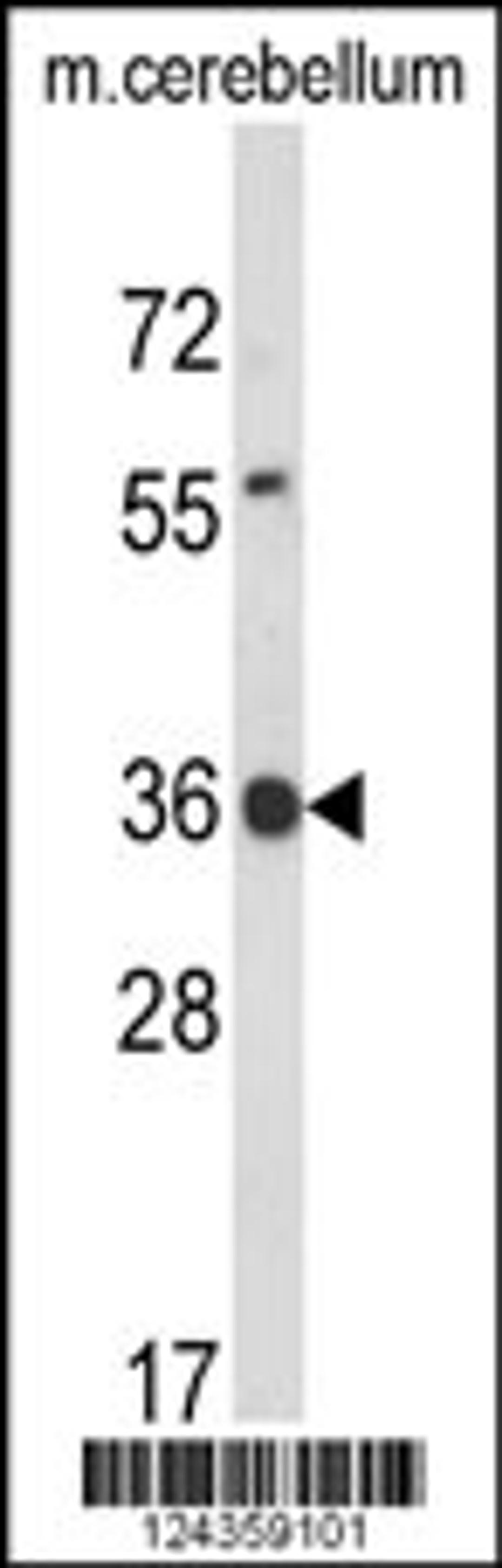 Western blot analysis of CLDND1 Antibody in mouse cerebellum tissue lysates (35ug/lane)