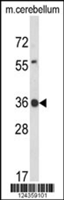 Western blot analysis of CLDND1 Antibody in mouse cerebellum tissue lysates (35ug/lane)