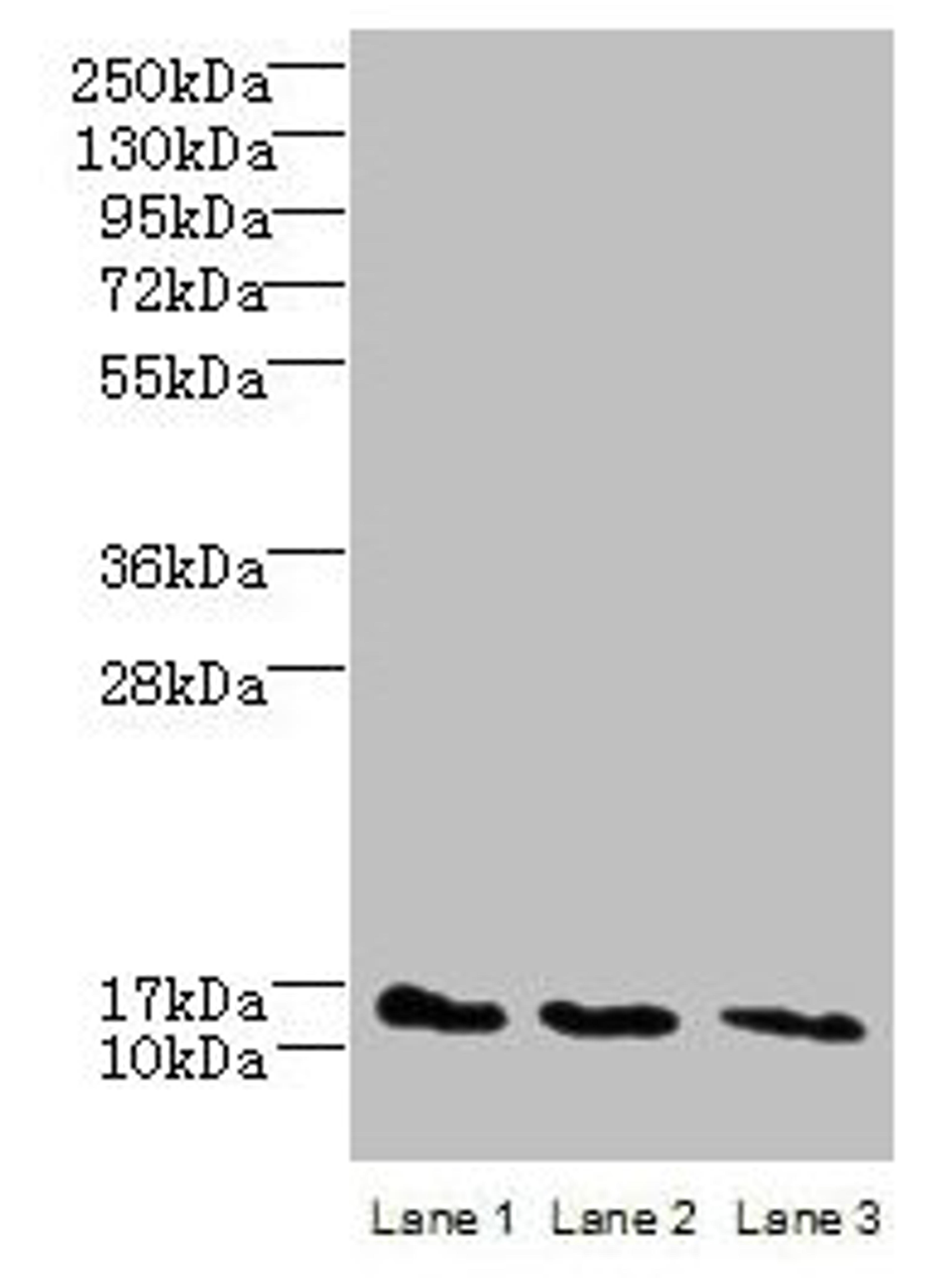 Western blot. All lanes: C2orf15 antibody at 6µg/ml. Lane 1: U251 whole cell lysate. Lane 2: MCF-7 whole cell lysate. Lane 3: HCT116 whole cell lysate. Secondary. Goat polyclonal to rabbit IgG at 1/10000 dilution. Predicted band size: 14 kDa. Observed band size: 14 kDa