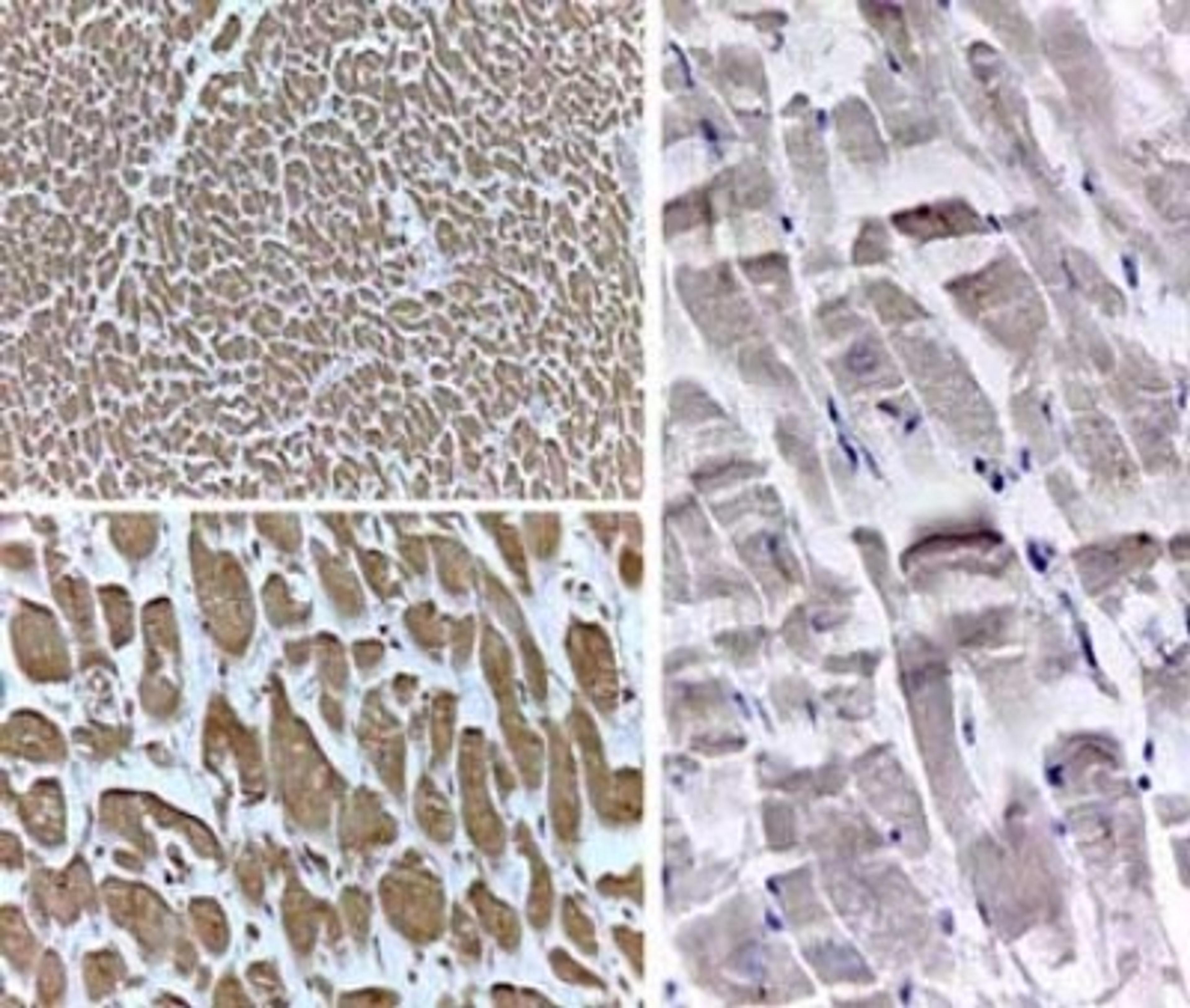 Immunohistochemistry: PPAR delta/NR1C2 Antibody [NB600-637] - Rabbit Anti-PPAR delta (N terminal specific).