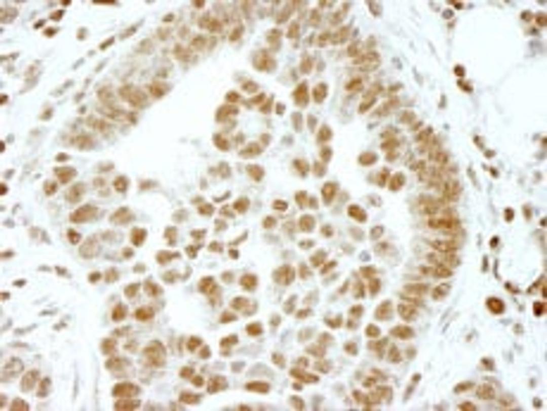 Detection of human ERF by immunohistochemistry.