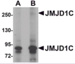 Western blot analysis of JMJD1C in human liver tissue lysate with JMJD1C antibody at (A) 1 and (B) 2 &#956;g/mL.