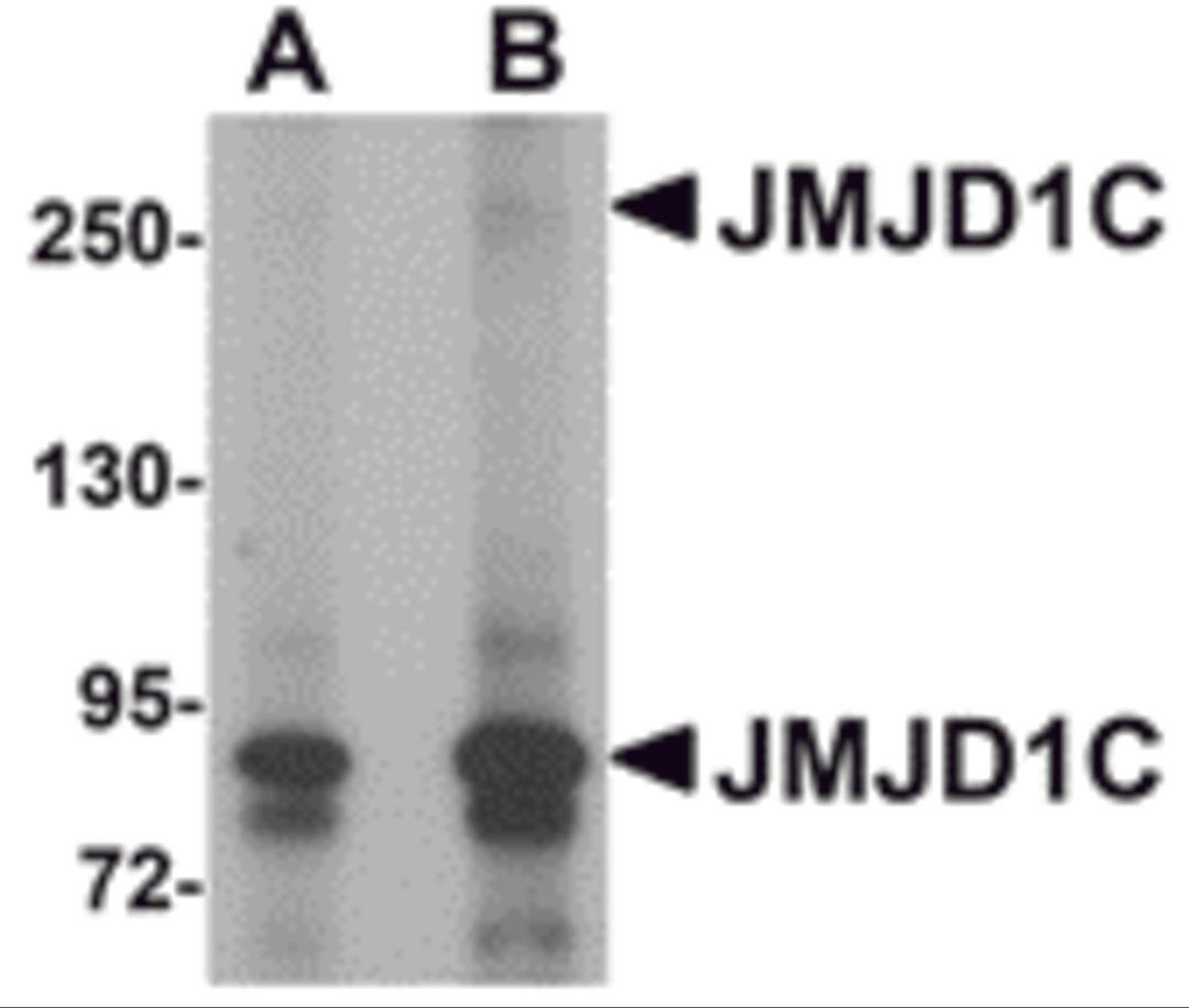 Western blot analysis of JMJD1C in human liver tissue lysate with JMJD1C antibody at (A) 1 and (B) 2 μg/mL.