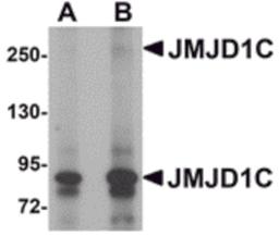 Western blot analysis of JMJD1C in human liver tissue lysate with JMJD1C antibody at (A) 1 and (B) 2 μg/mL.