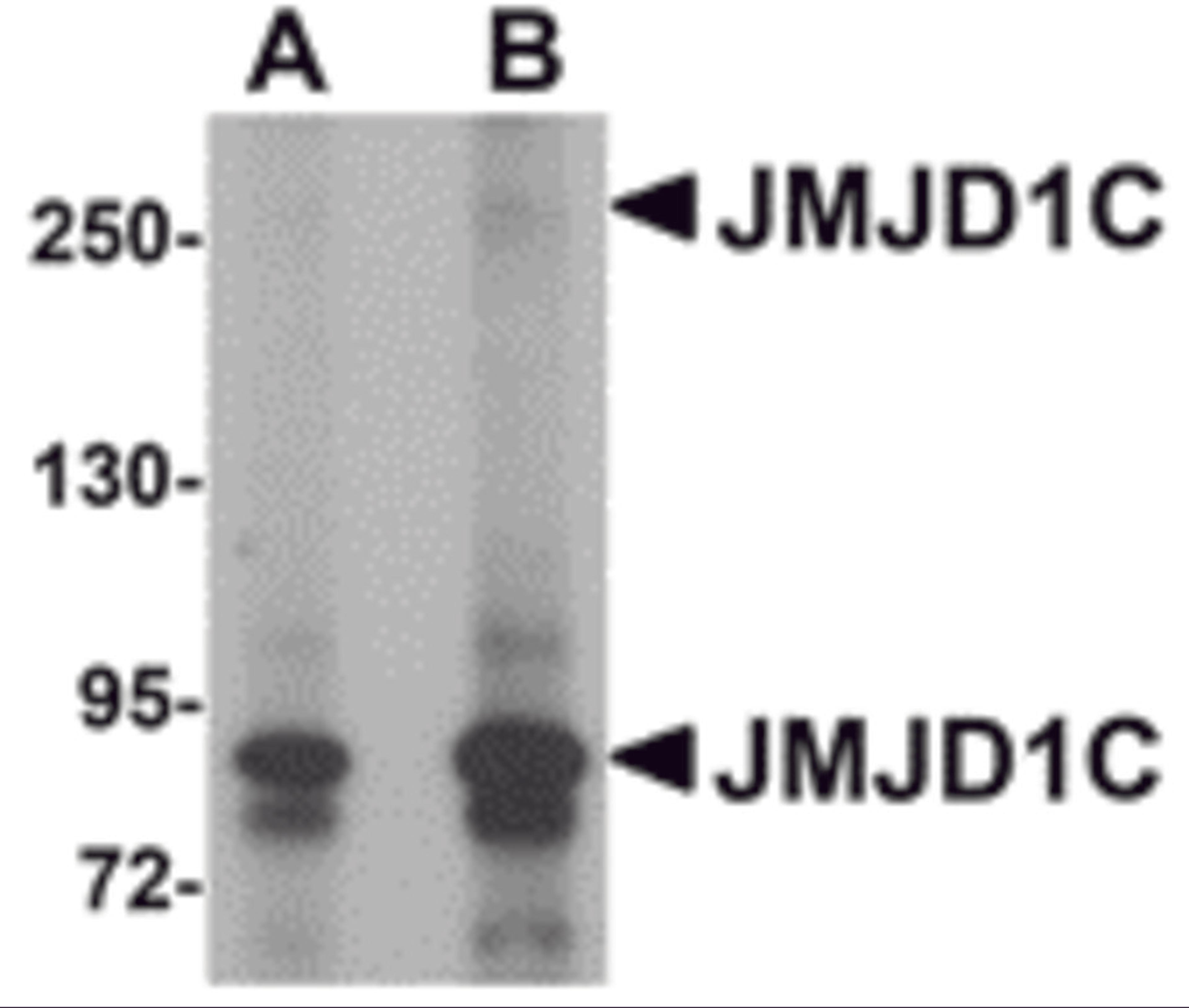 Western blot analysis of JMJD1C in human liver tissue lysate with JMJD1C antibody at (A) 1 and (B) 2 μg/mL.