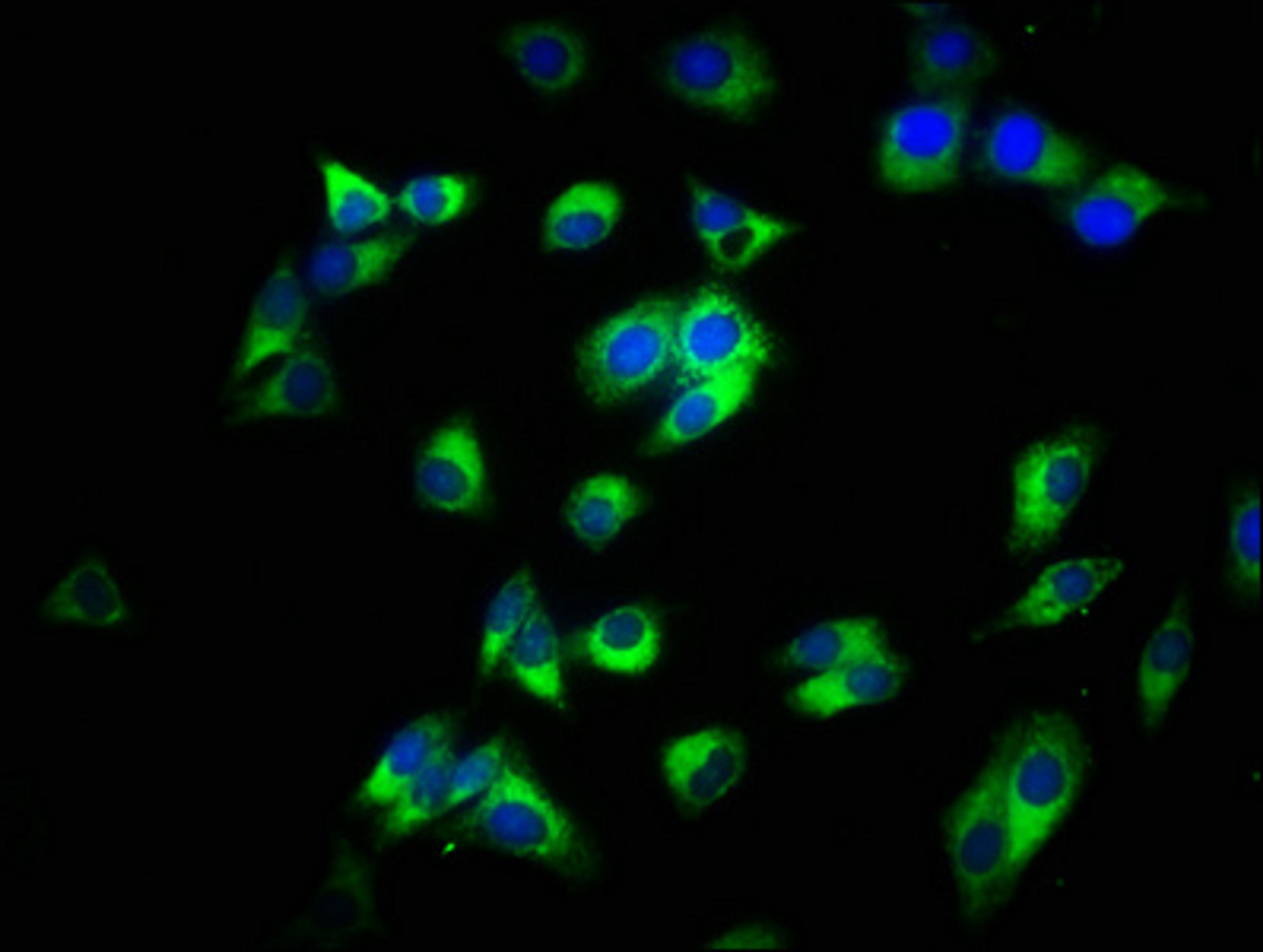 Immunofluorescence staining of HepG2 cells with CSB-PA07085A0Rb at 1:200, counter-stained with DAPI. The cells were fixed in 4% formaldehyde, permeabilized using 0.2% Triton X-100 and blocked in 10% normal Goat Serum. The cells were then incubated with the antibody overnight at 4&deg;C. The secondary antibody was Alexa Fluor 488-congugated AffiniPure Goat Anti-Rabbit IgG(H+L).