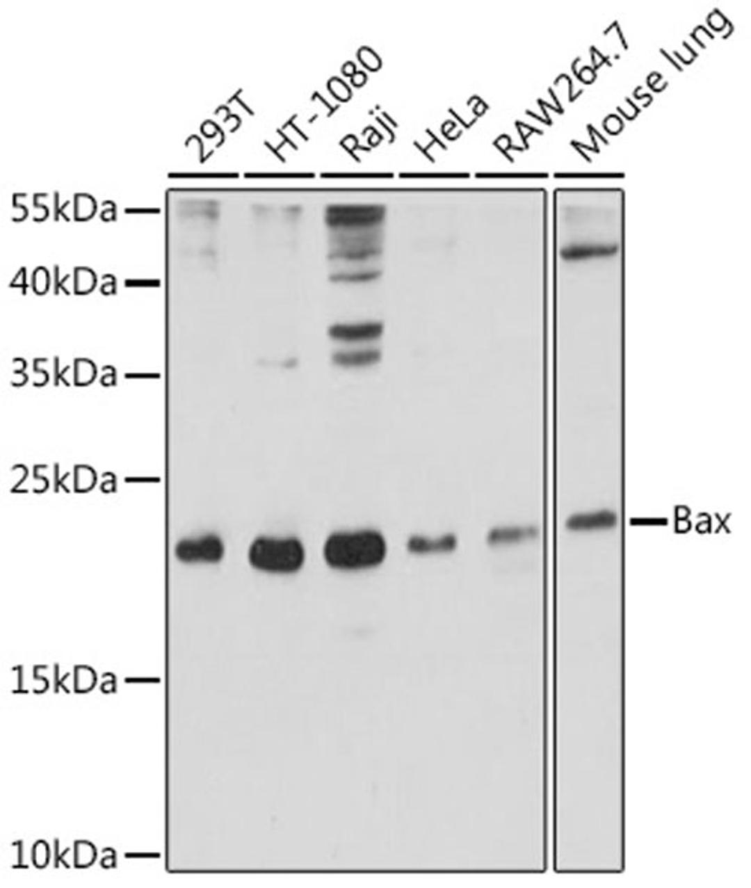 Western blot - Bax antibody (A0207)