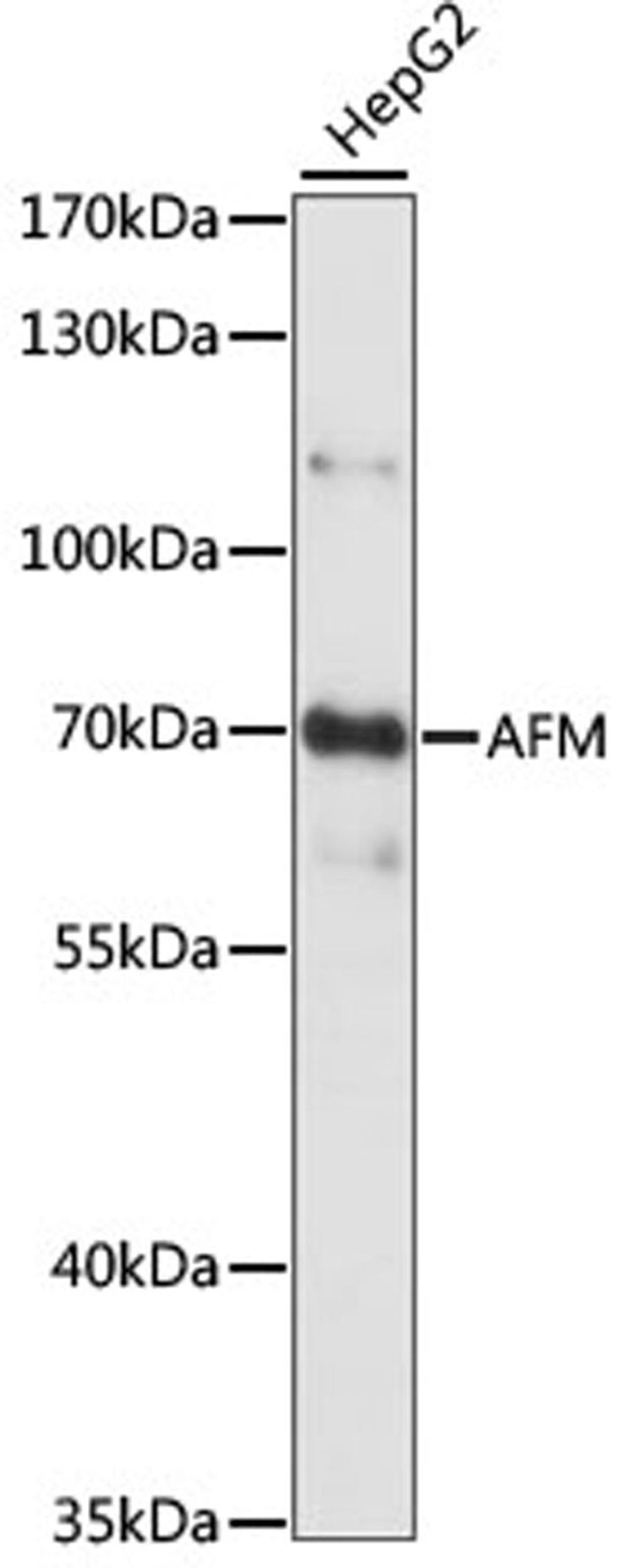 Western blot - AFM antibody (A15252)