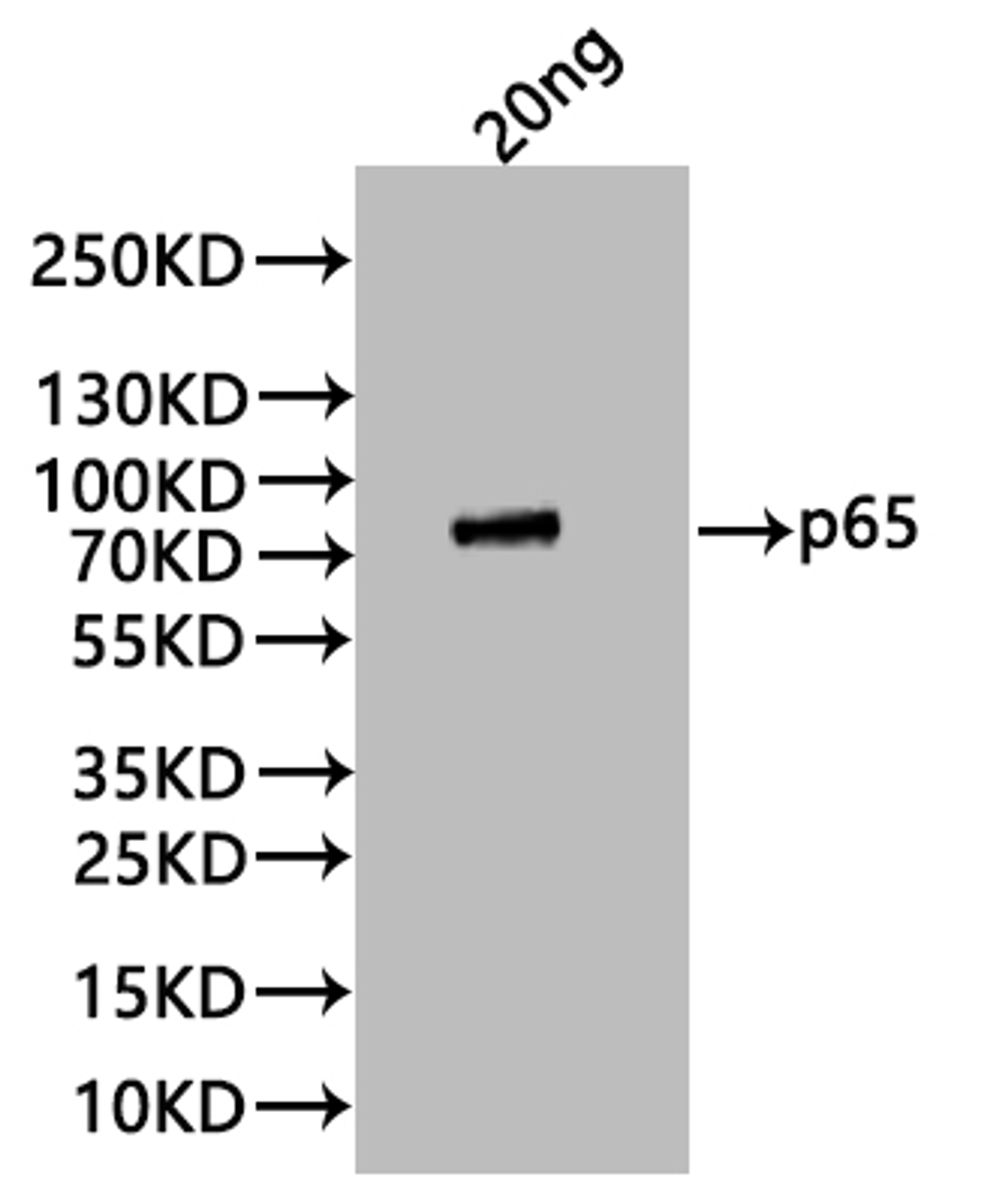 Western Blot. Positive WB detected in: recombinant protein. All lanes:P65 Antibody at 1:1000. Secondary. Goat polyclonal to rabbit IgG at 1/20000 dilution. Predicted band size: 84 kDa. Observed band size: 84 kDa. 