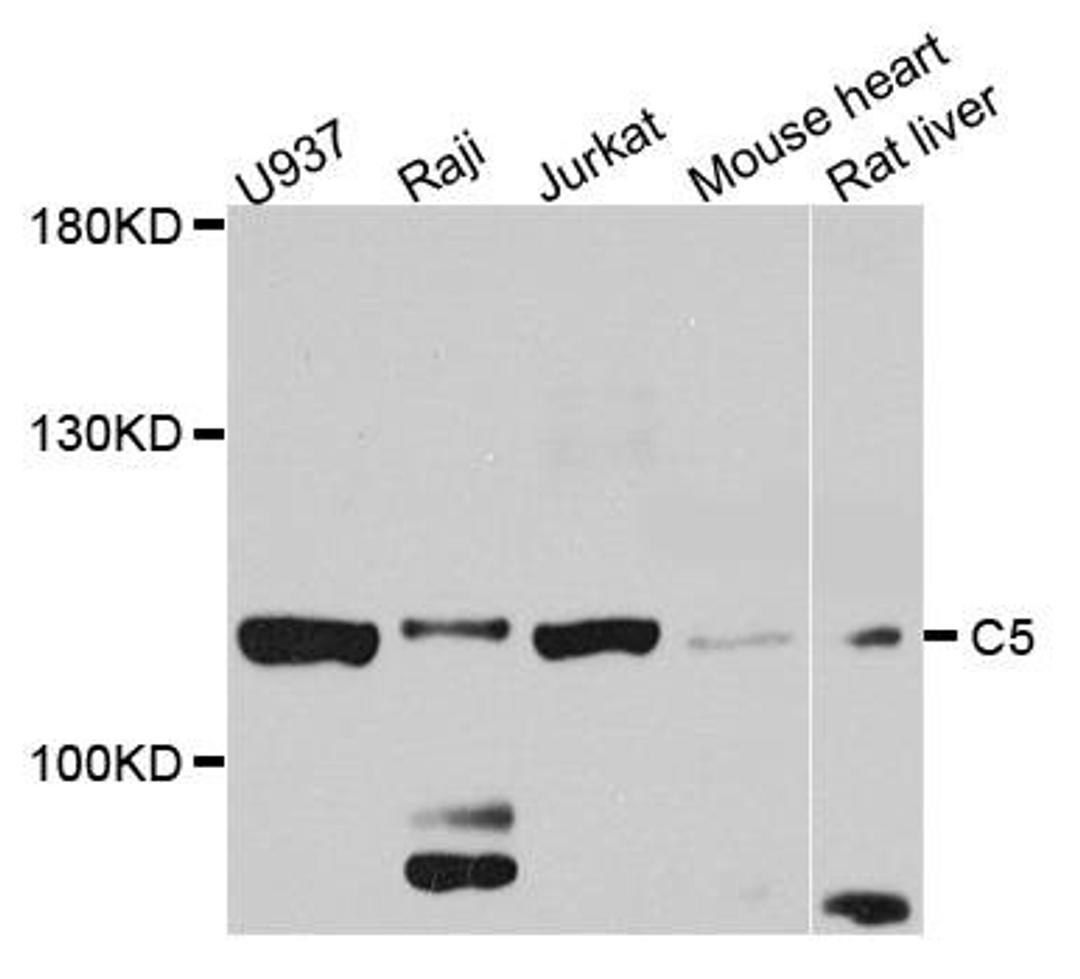 Western blot analysis of extract of various cells using C5 antibody