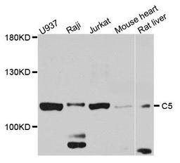 Western blot analysis of extract of various cells using C5 antibody