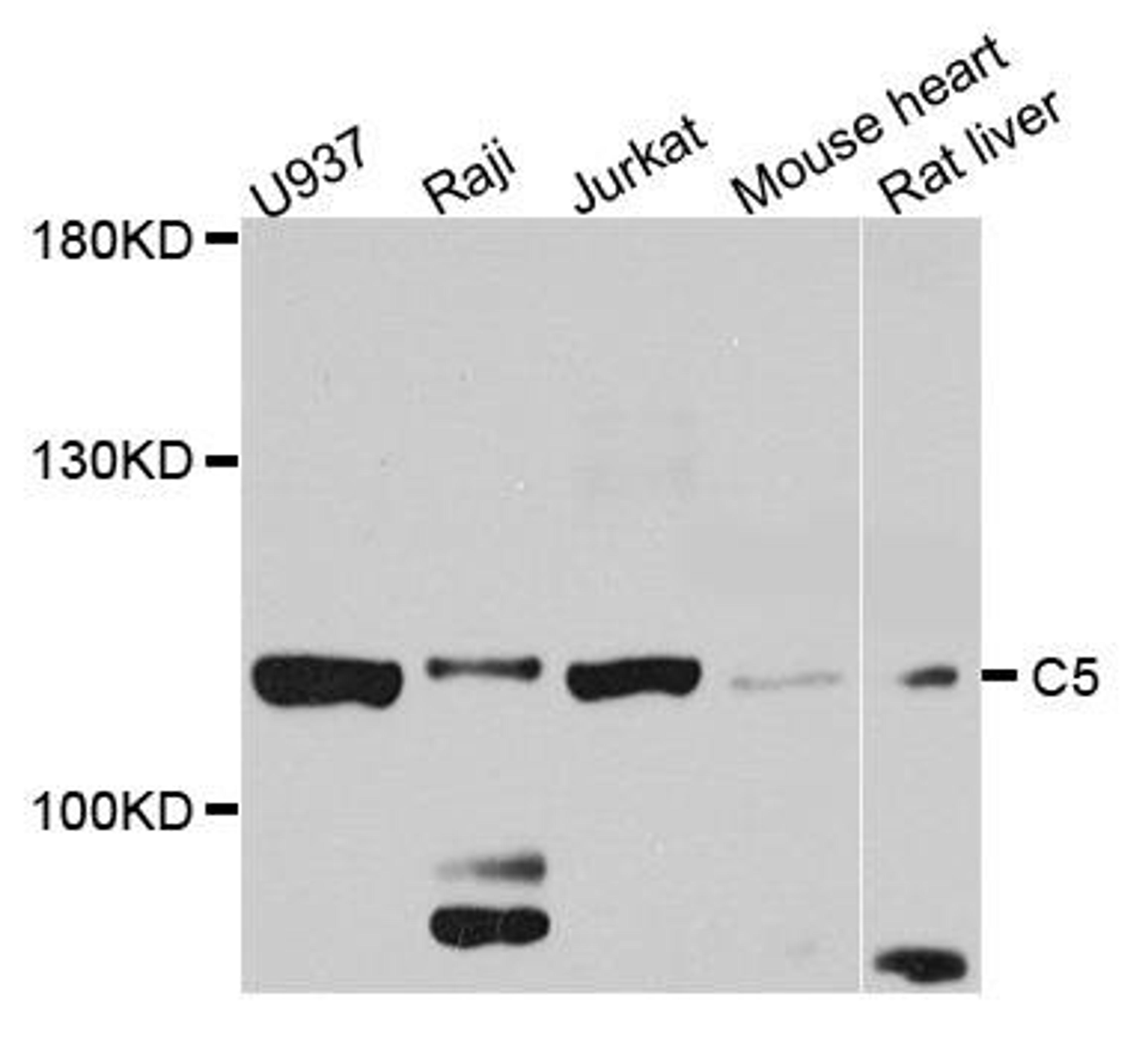 Western blot analysis of extract of various cells using C5 antibody