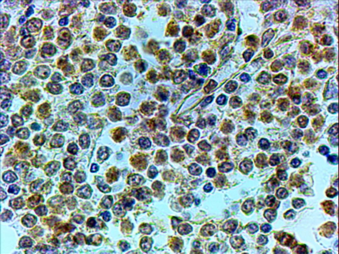 46-529 (4ug/ml) staining of paraffin embedded Human Spleen. Steamed antigen retrieval with citrate buffer pH 6, HRP-staining.