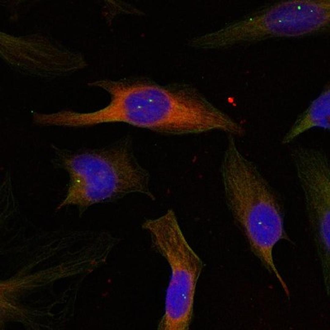 Immunocytochemistry/Immunofluorescence: MAPKAP Kinase 2 Antibody [NB100-82024] - Staining of methanol-fixed Hela cells using MAPKAPK-2 (Ab-334) antibody