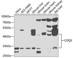 Western blot - COQ3 antibody (A7469)