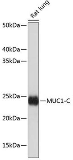 Western blot - MUC1 antibody (A19081)