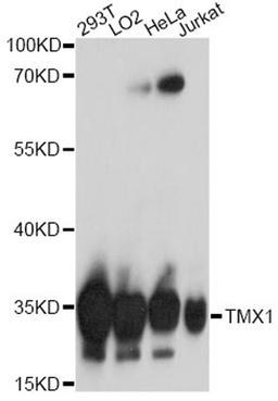 Western blot - TMX1 antibody (A17219)