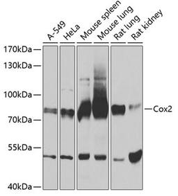 Western blot - Cox2 antibody (A1253)