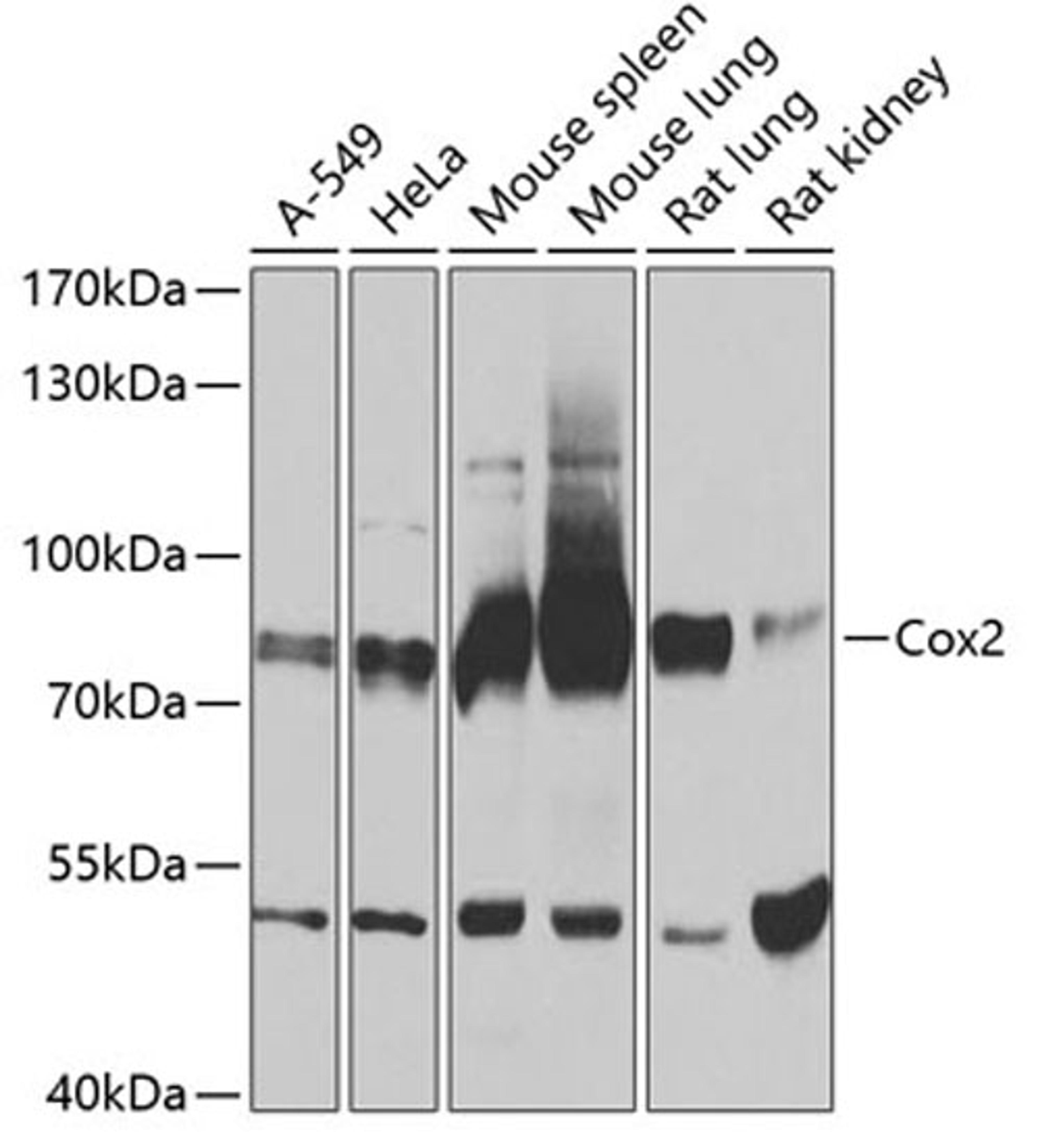 Western blot - Cox2 antibody (A1253)