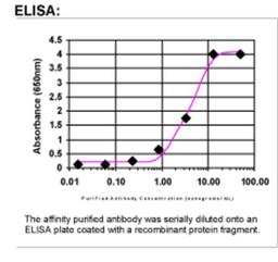 ELISA: PTGFRN Antibody [44240002]