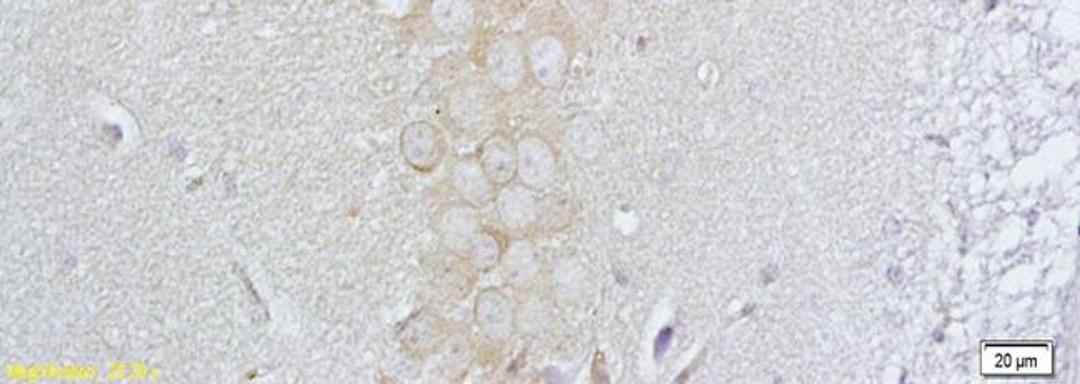 Immunohistochemical analysis of paraffin-embedded rat brain tissue using GANAB antibody.