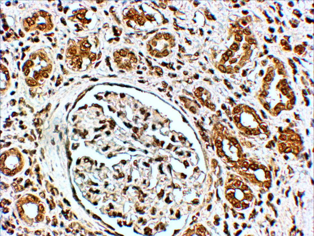 46-586 (4ug/ml) staining of paraffin embedded Human Kidney. Steamed antigen retrieval with citrate buffer pH 6, HRP-staining. Similar results were obtained after antigen retrieval at pH9.