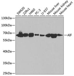 Western blot - AIF antibody (A2568)