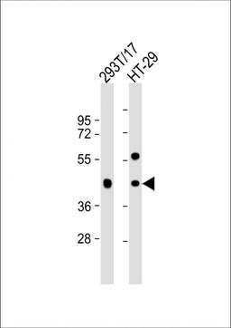 Western Blot at 1:1000 dilution Lane 1: 293T/17 whole cell lysate Lane 2: HT-29 whole cell lysate Lysates/proteins at 20 ug per lane.