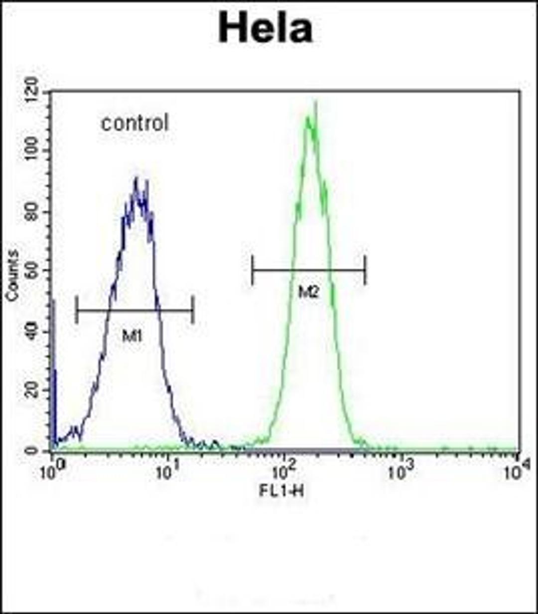 Flow cytometric analysis of Hela cells using GALNT5 antibody (primary antibody dilution at: 1:10-50)