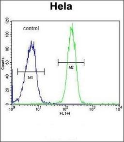 Flow cytometric analysis of Hela cells using GALNT5 antibody (primary antibody dilution at: 1:10-50)