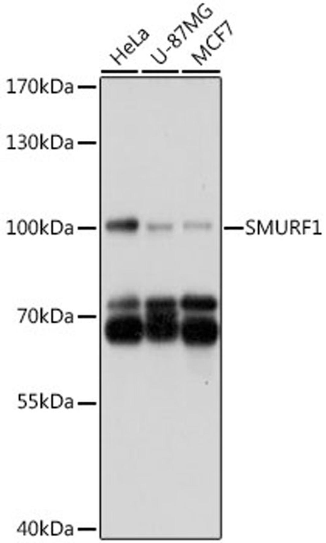 Western blot - SMURF1 antibody (A16559)