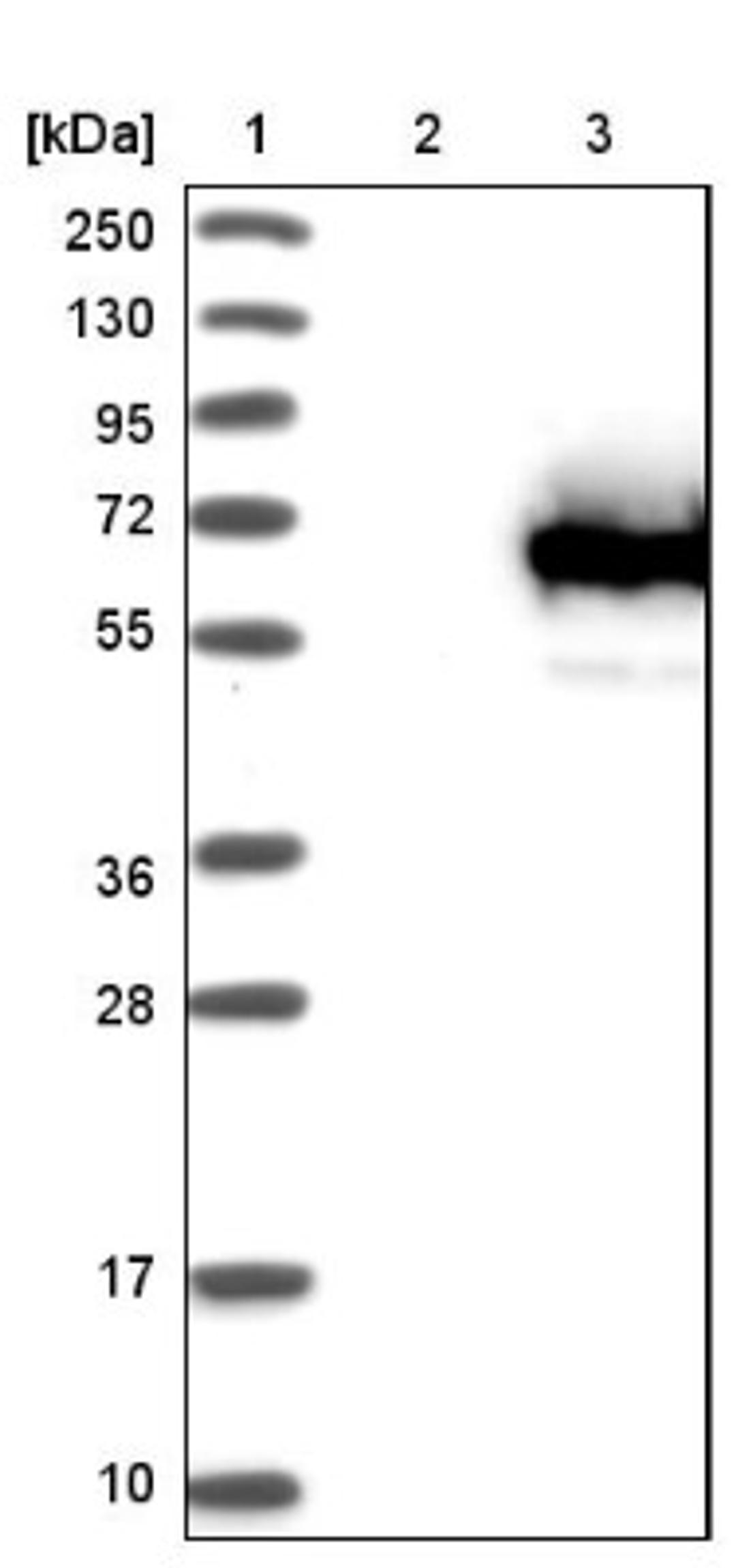 Western Blot: TCP11L1 Antibody [NBP1-83749] - Lane 1: Marker [kDa] 250, 130, 95, 72, 55, 36, 28, 17, 10<br/>Lane 2: Negative control (vector only transfected HEK293T lysate)<br/>Lane 3: Over-expression lysate (Co-expressed with a C-terminal myc-DDK tag (~3.1 kDa) in mammalian HEK293T cells, LY413091)