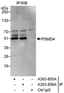 Detection of human PSMD4 by western blot of immunoprecipitates.