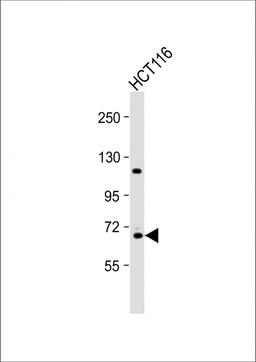 Western Blot at 1:2000 dilution + HCT116 whole cell lysate Lysates/proteins at 20 ug per lane.