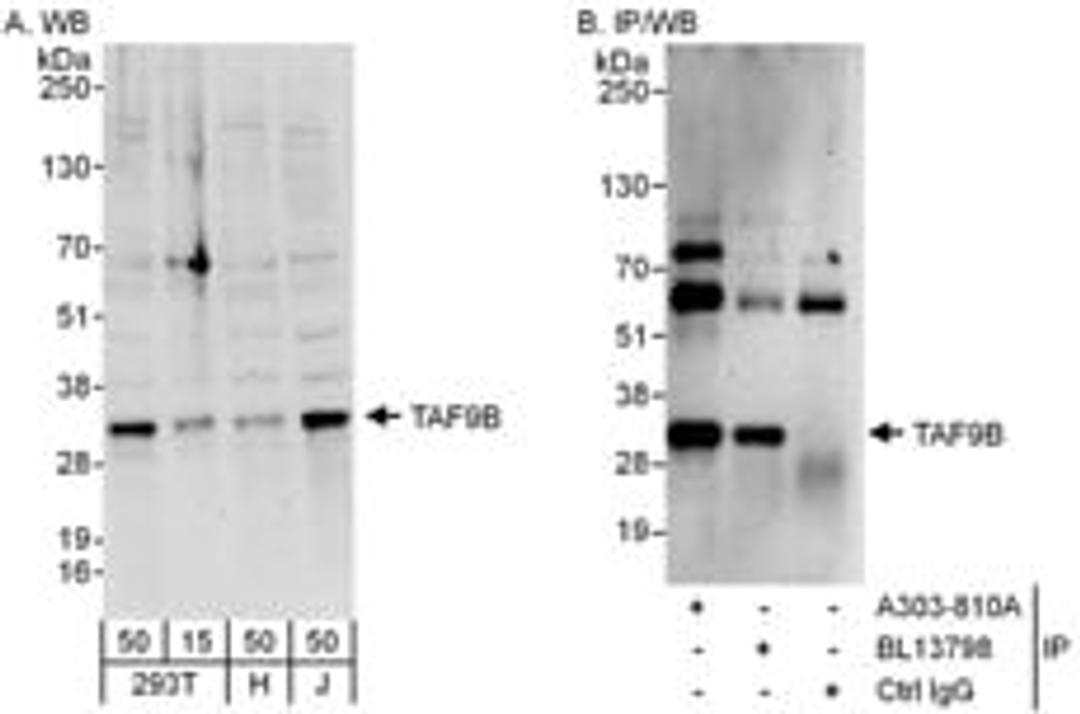 Detection of human TAF9B by western blot and immunoprecipitation.