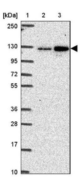 Western Blot: CGNL1 Antibody [NBP2-37959] - Lane 1: Marker [kDa] 250, 130, 95, 72, 55, 36, 28, 17, 10<br/>Lane 2: RT-4<br/>Lane 3: U-251 MG