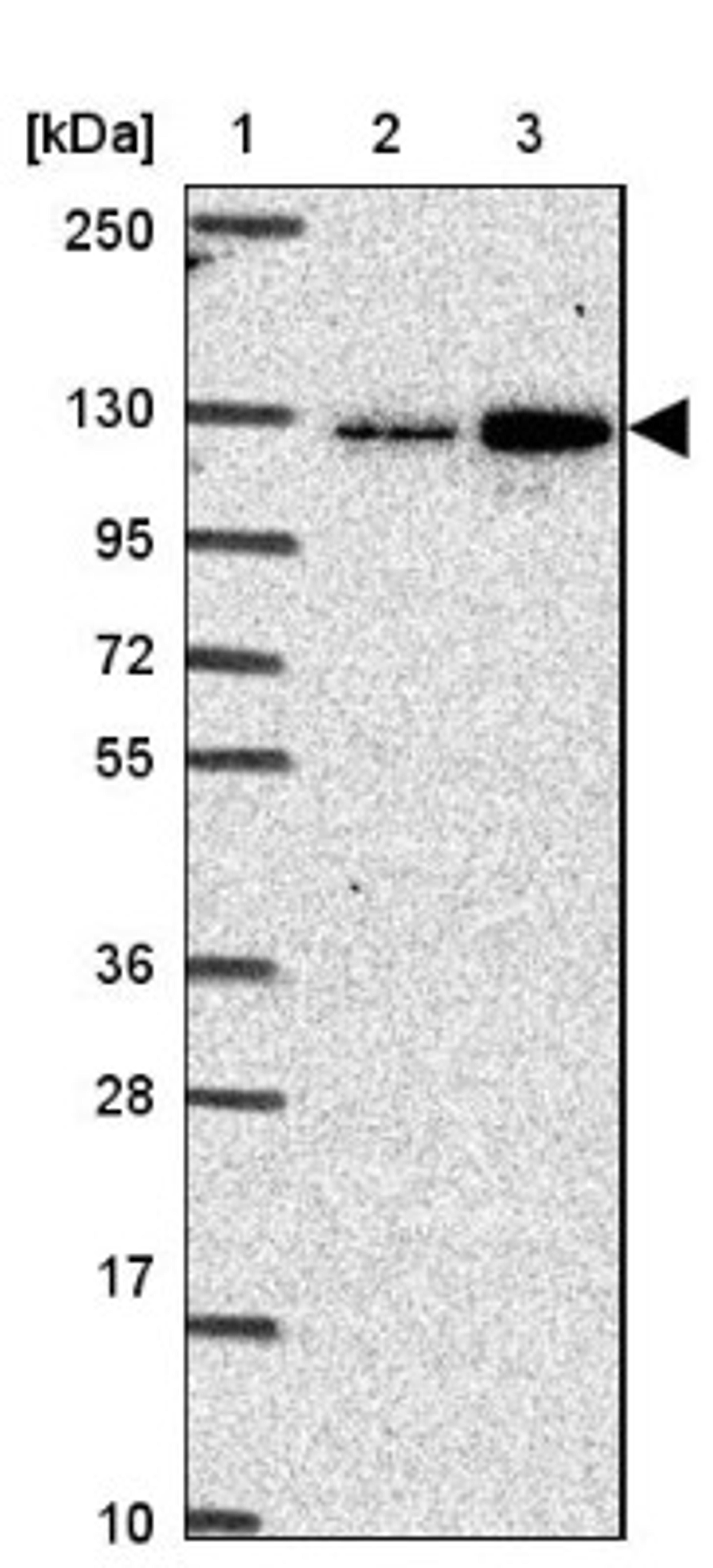 Western Blot: CGNL1 Antibody [NBP2-37959] - Lane 1: Marker [kDa] 250, 130, 95, 72, 55, 36, 28, 17, 10<br/>Lane 2: RT-4<br/>Lane 3: U-251 MG