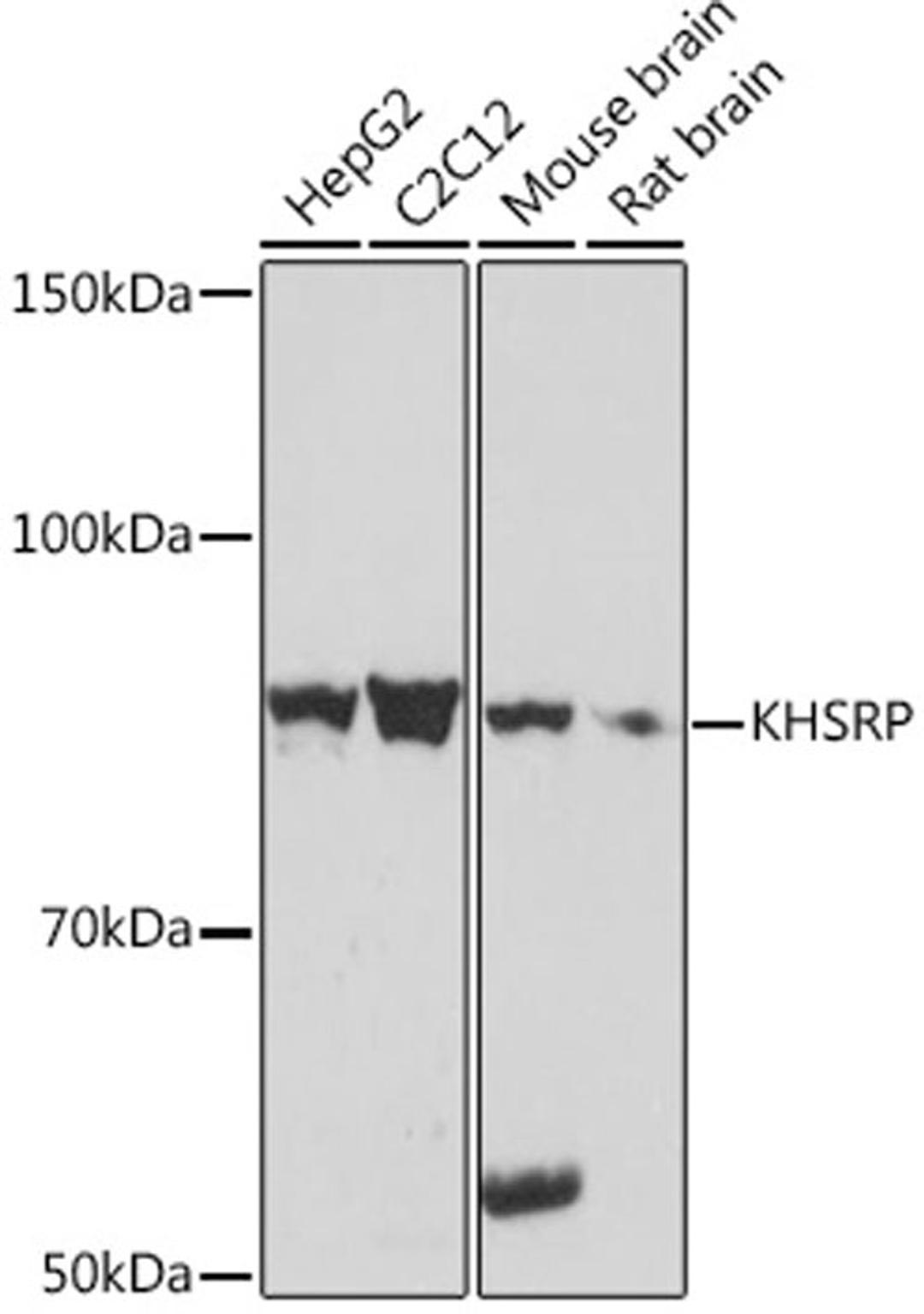 Western blot - KHSRP Rabbit mAb (A9075)