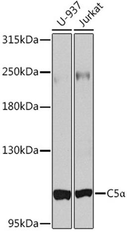 Western blot - C5/C5a pAb (A8104)