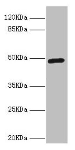 Western blot. All lanes: LILRB4 antibody at 4.39µg/ml + A549 whole cell lysate. Secondary. Goat polyclonal to rabbit IgG at 1/10000 dilution. Predicted band size: 50 kDa. Observed band size: 50 kDa