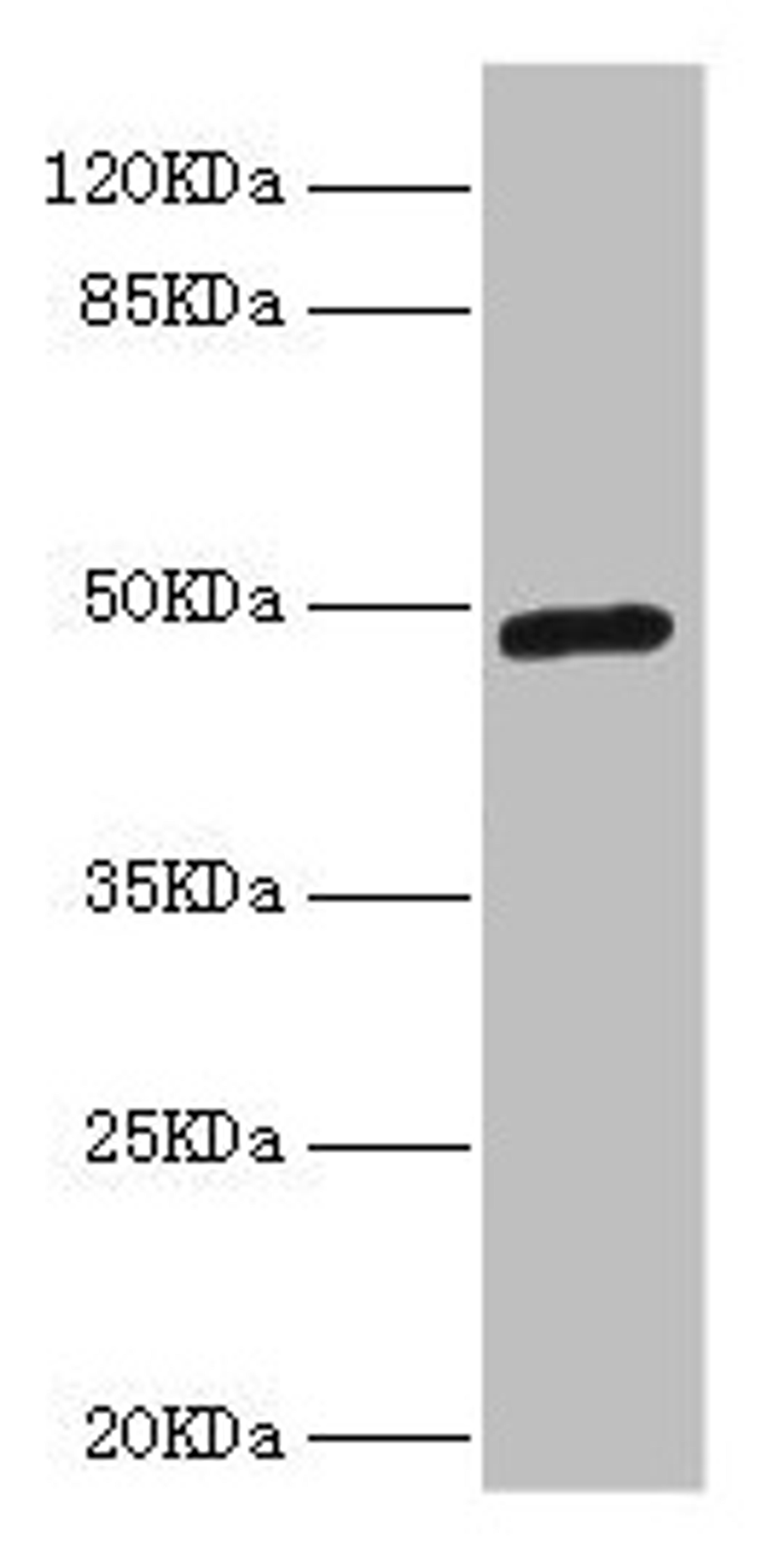Western blot. All lanes: LILRB4 antibody at 4.39µg/ml + A549 whole cell lysate. Secondary. Goat polyclonal to rabbit IgG at 1/10000 dilution. Predicted band size: 50 kDa. Observed band size: 50 kDa