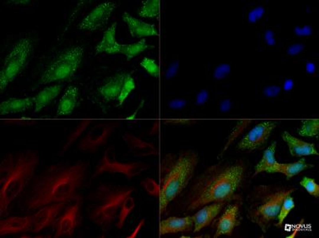 Immunocytochemistry/Immunofluorescence: SREBP1 Antibody [NB100-2215] - SREBP1 antibody was tested in HeLa cells with DyLight488 (green). Nuclei and alpha-tubulin were counterstained with DAPI (blue) and DyLight 550 (red). Nuclear and punctate vesicle staining was observed.