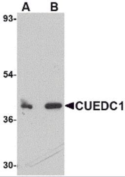 Western blot analysis of CUEDC1 in rat liver tissue lysate with CUEDC1 antibody at (A) 0.5 and (B) 1 μg/mL.