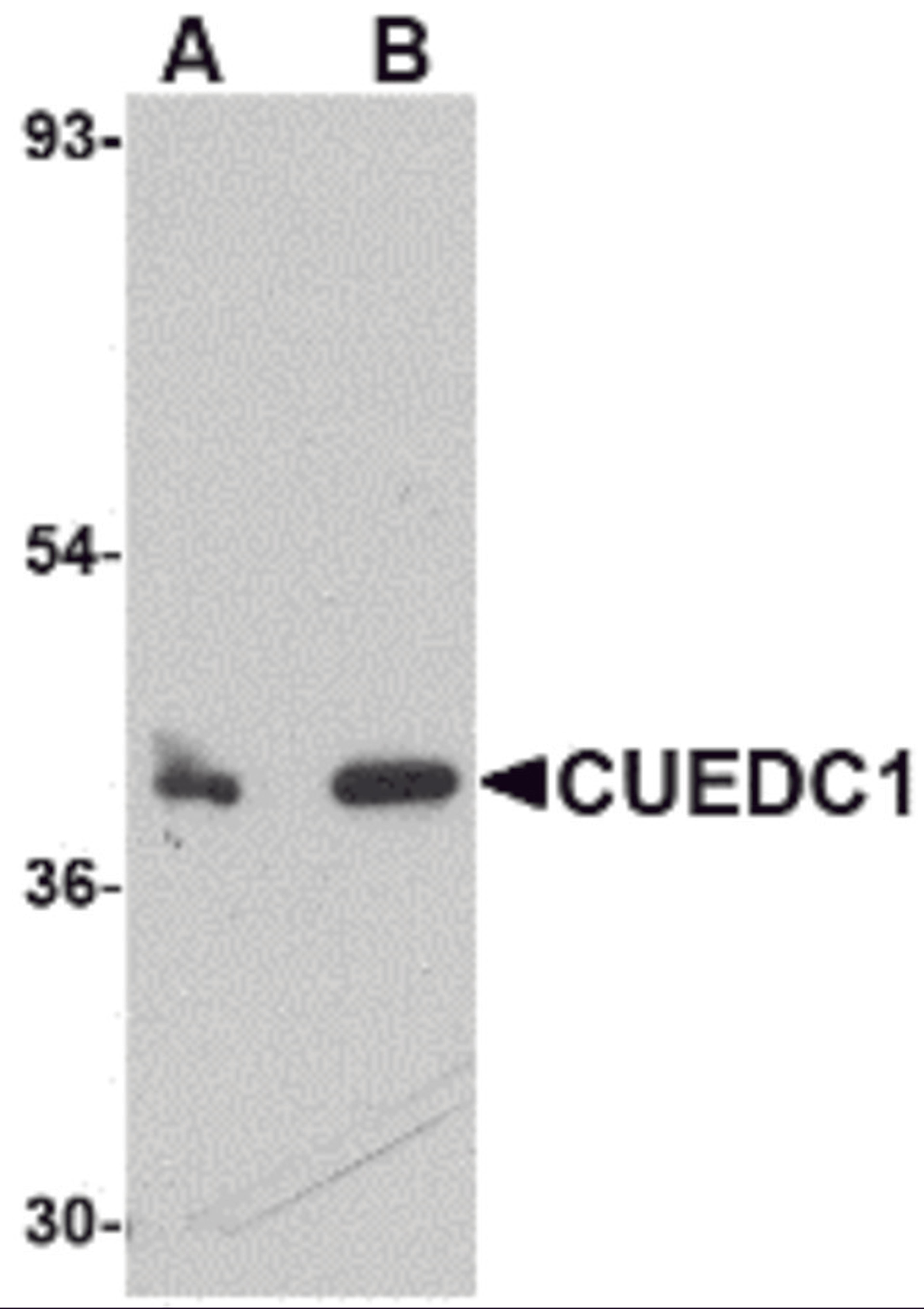 Western blot analysis of CUEDC1 in rat liver tissue lysate with CUEDC1 antibody at (A) 0.5 and (B) 1 μg/mL.