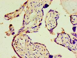 Immunohistochemistry of paraffin-embedded human placenta tissue using CSB-PA002271EA01HU at dilution of 1:100