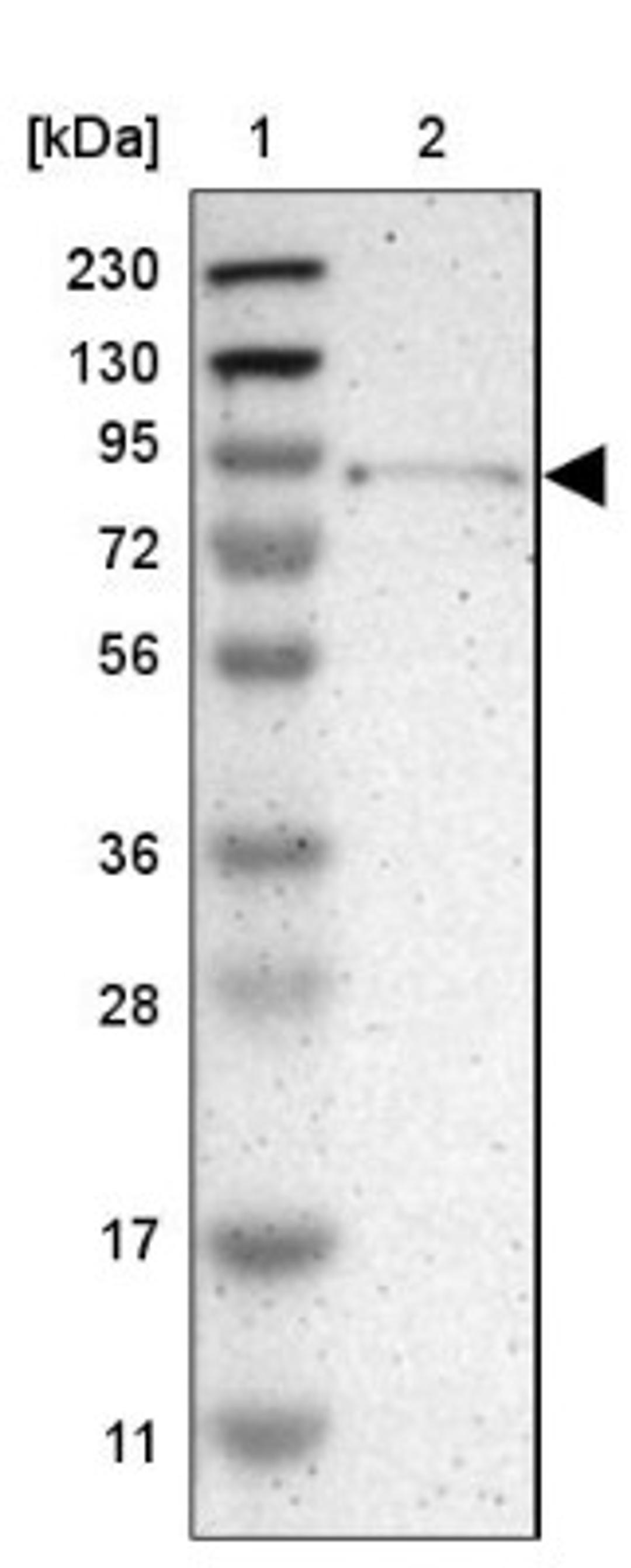 Western Blot: TYW1 Antibody [NBP1-83814] - Lane 1: Marker [kDa] 230, 130, 95, 72, 56, 36, 28, 17, 11<br/>Lane 2: Human cell line RT-4