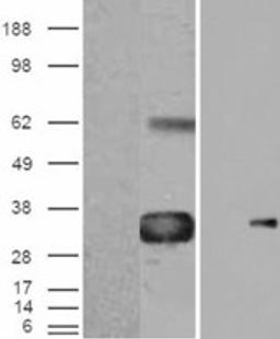 HEK293 overexpressing WISP1 (RC214390) with C-terminal tag (DYKDDDDK) and probed with anti-DYKDDDDK in the left panel and with 46-597 in the right panel (mock transfection in first lane in each panel).