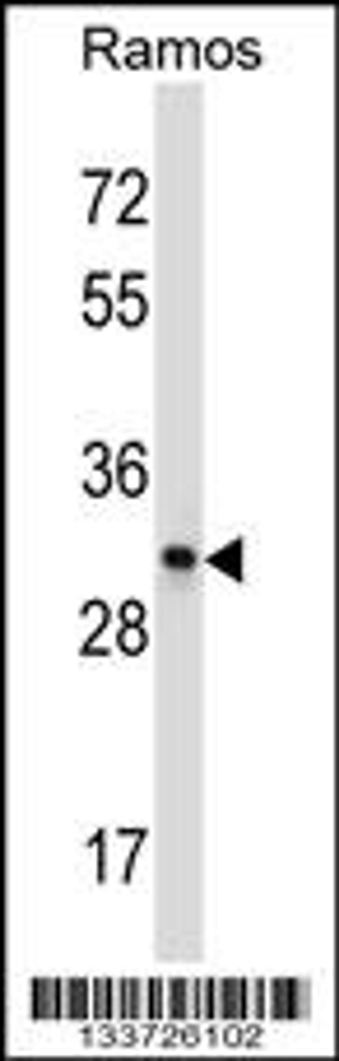 Western blot analysis in Ramos cell line lysates (35ug/lane).