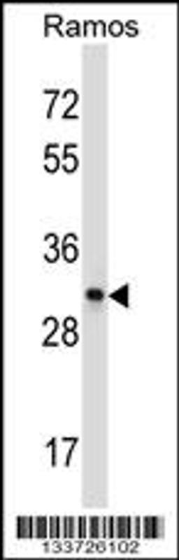 Western blot analysis in Ramos cell line lysates (35ug/lane).