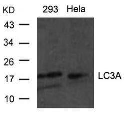 Western blot analysis of lysed extracts from HeLa and 293 cells using LC3A Antibody.